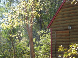 Noise and joyous noise