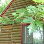 Companionship and A Course of Love circa 9.1.2014